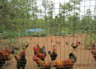 養(yǎng)雞鐵絲網(wǎng)